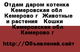 Отдам даром котенка - Кемеровская обл., Кемерово г. Животные и растения » Кошки   . Кемеровская обл.,Кемерово г.